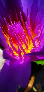 Close-up of purple crocus flower