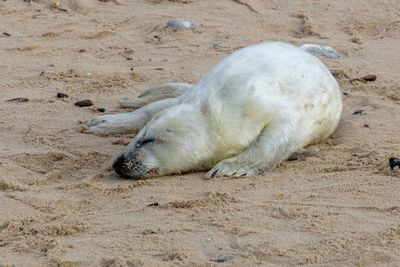 White dog sleeping on sand