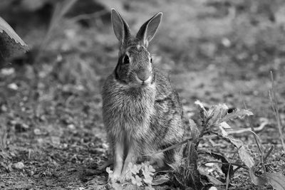 Close-up of a rabbit on field