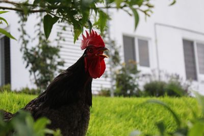 Close-up of a rooster