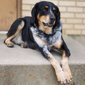 Portrait of dog sitting outdoors