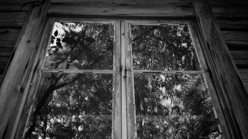 Plants and trees seen through window