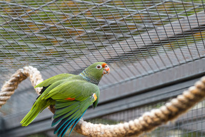 Close-up of parrot perching in cage