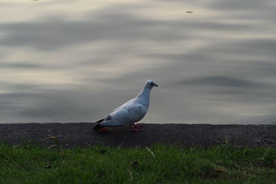 Seagull perching on a field