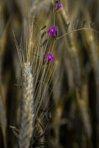 Close-up of plant against blurred background