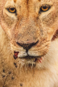 Close-up of lioness drinking water