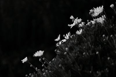 Low angle view of flowers blooming against sky