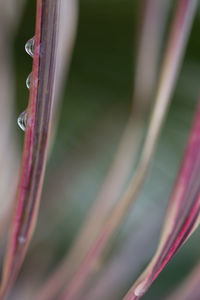 Macro shot of pink flowering plant