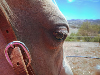 Close-up of horse in ranch