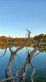 Bare tree by lake against clear blue sky