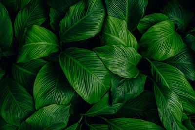 Full frame shot of green leaves