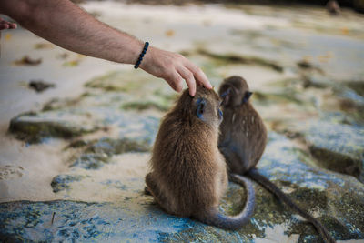 Close-up of hand holding squirrel