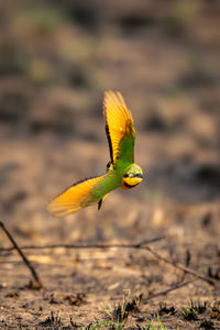 Close-up of bird flying against blurred background