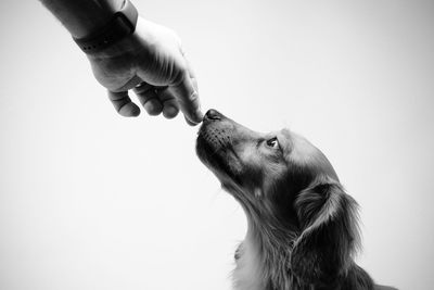 Close-up of a hand feeding dog against white background