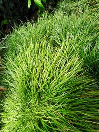 High angle view of grass on field