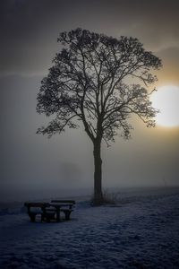 Tree by sea against sky