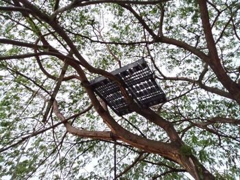 Low angle view of bare tree