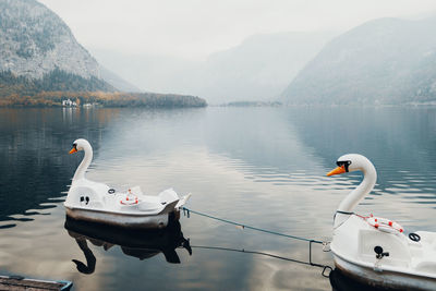 Swan floating on a lake