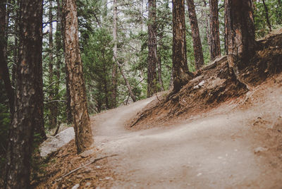 Trees in forest
