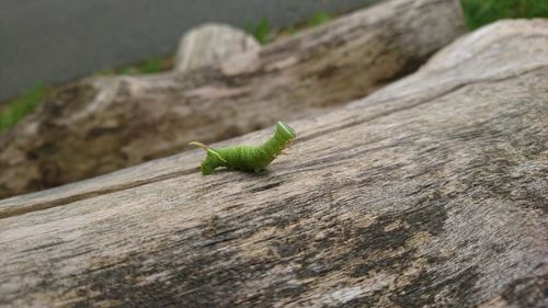 Close-up of grasshopper on wood