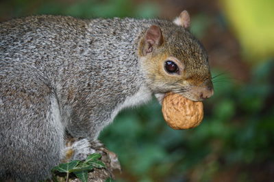 Close-up of squirrel eating food