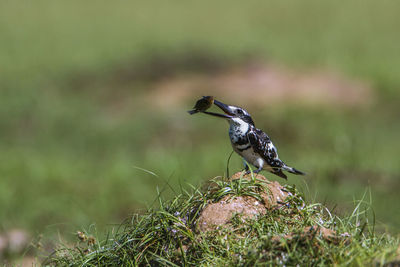 Close-up of bird perching on grass