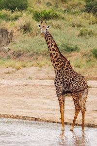 Giraffe walking on field
