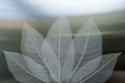Close-up of autumnal leaves against blurred background