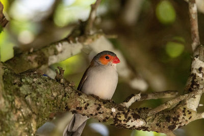 Close-up of bird perching on branch