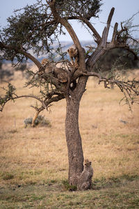 View of cheetahs relaxing in tree at field