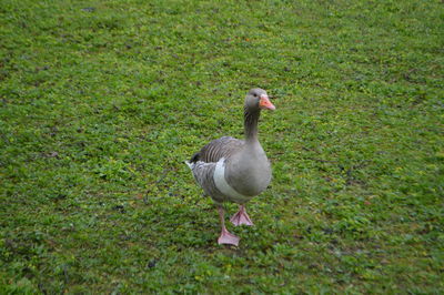 Duck on field