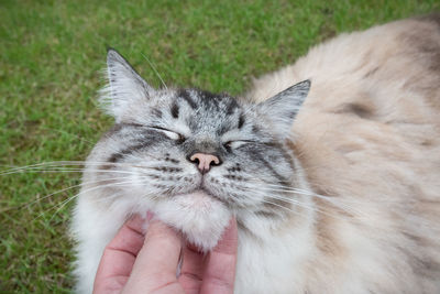 Cropped hand of person petting cat on grass field