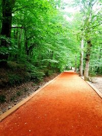 Empty road along trees in forest