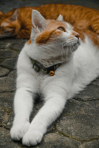 Close-up of cat sitting on street