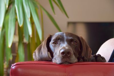 Close-up portrait of dog