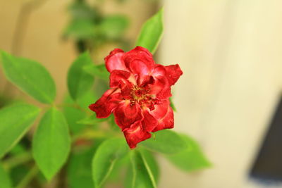 Close-up of red rose on plant