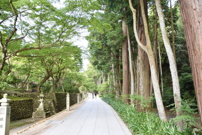 Empty road amidst trees in forest