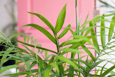 Close-up of green plant