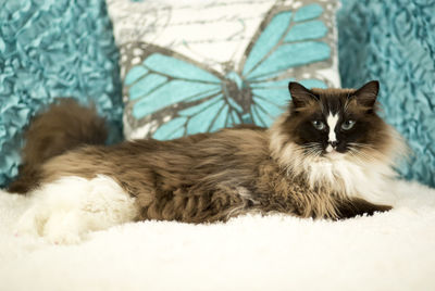 Portrait of cat resting on floor