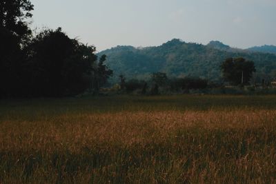 Scenic view of field against sky