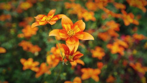 Close-up of orange flowering plant