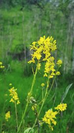 Close-up of yellow flowers