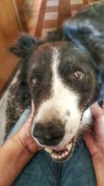 Close-up of person holding dog