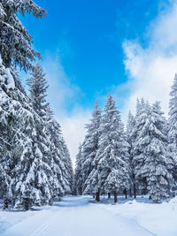 Trees on snow covered field against sky