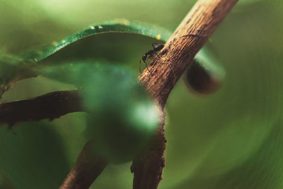 Close-up of insect on leaf