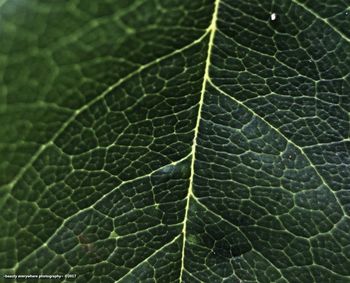 Full frame shot of leaf