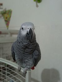 Close-up of parrot in cage