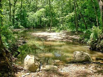 Stream flowing through forest