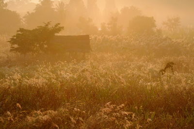 Plants growing on field against sky during sunset