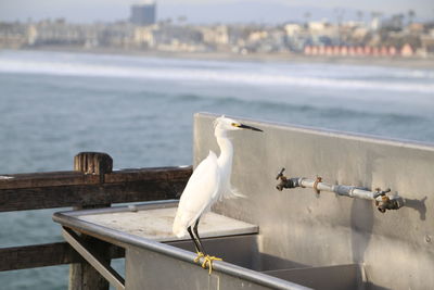 Seagull perching on railing